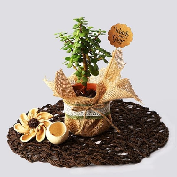 Thriving Flower Bouquet For Birthday & Anniversary By Ring-A-Roses
