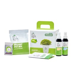 Oregano Kit By Pot & Bloom