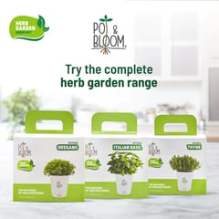 Oregano Kit By Pot & Bloom