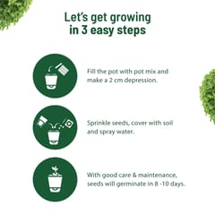 Oregano Kit By Pot & Bloom