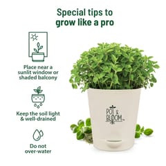 Oregano Kit By Pot & Bloom