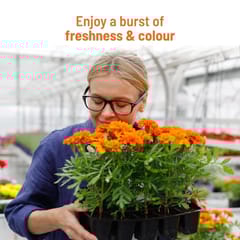 Marigold Grow Kit By Pot & Bloom