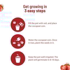 Cherry Tomato Grow Kit By Pot & Bloom