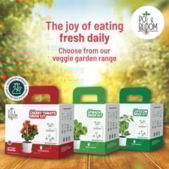 Spinach Grow Kit By Pot & Bloom